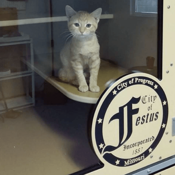 City of Festus Cat in Cat-Hotel