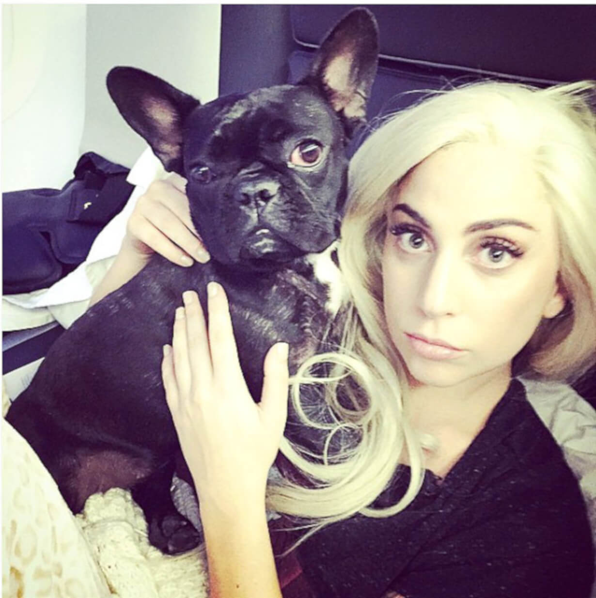 Lady Gaga with French Bulldog