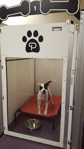 Dog kennels with tempered glass doors.