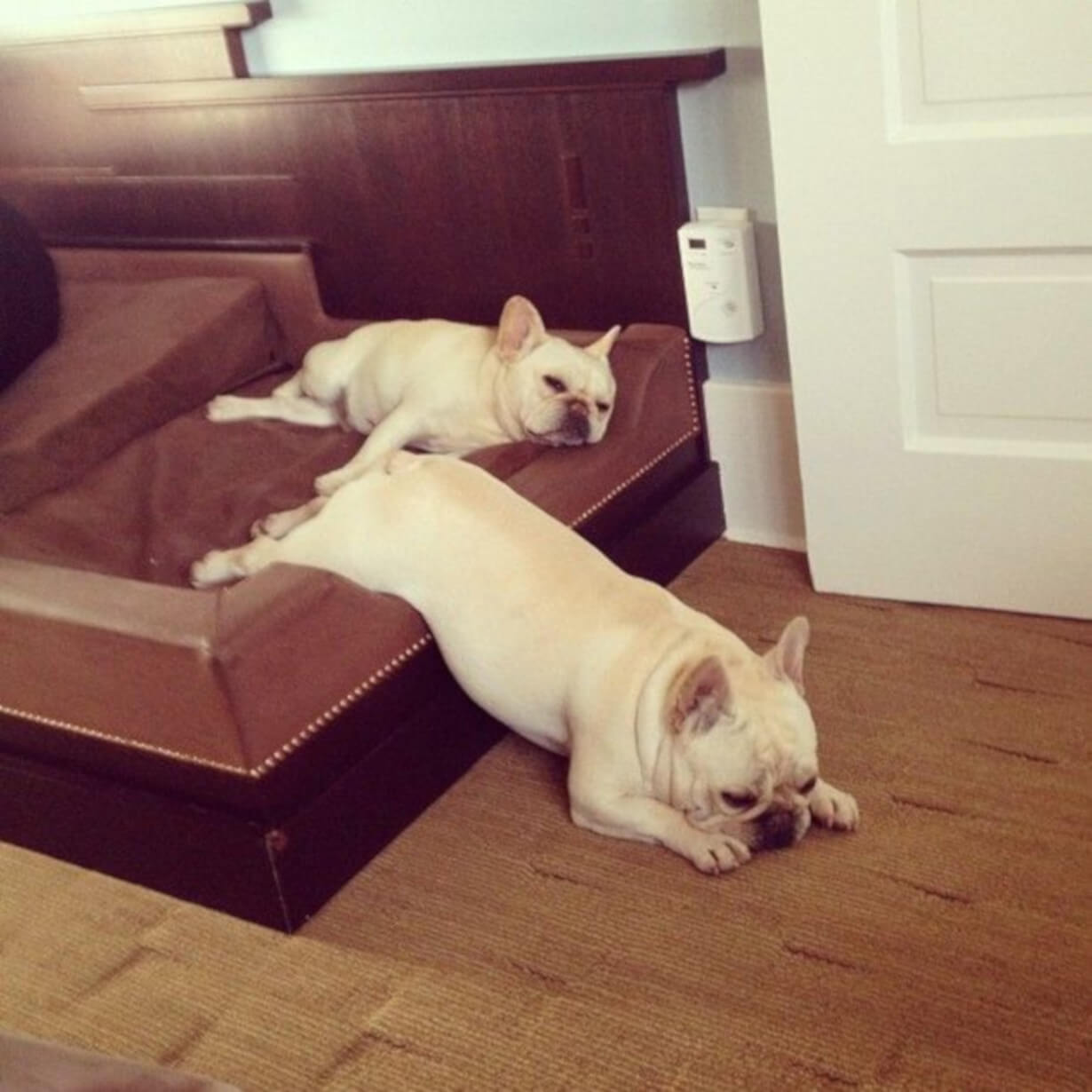 are french bulldogs lazy