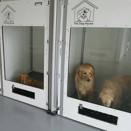 Dogs in dog kennel